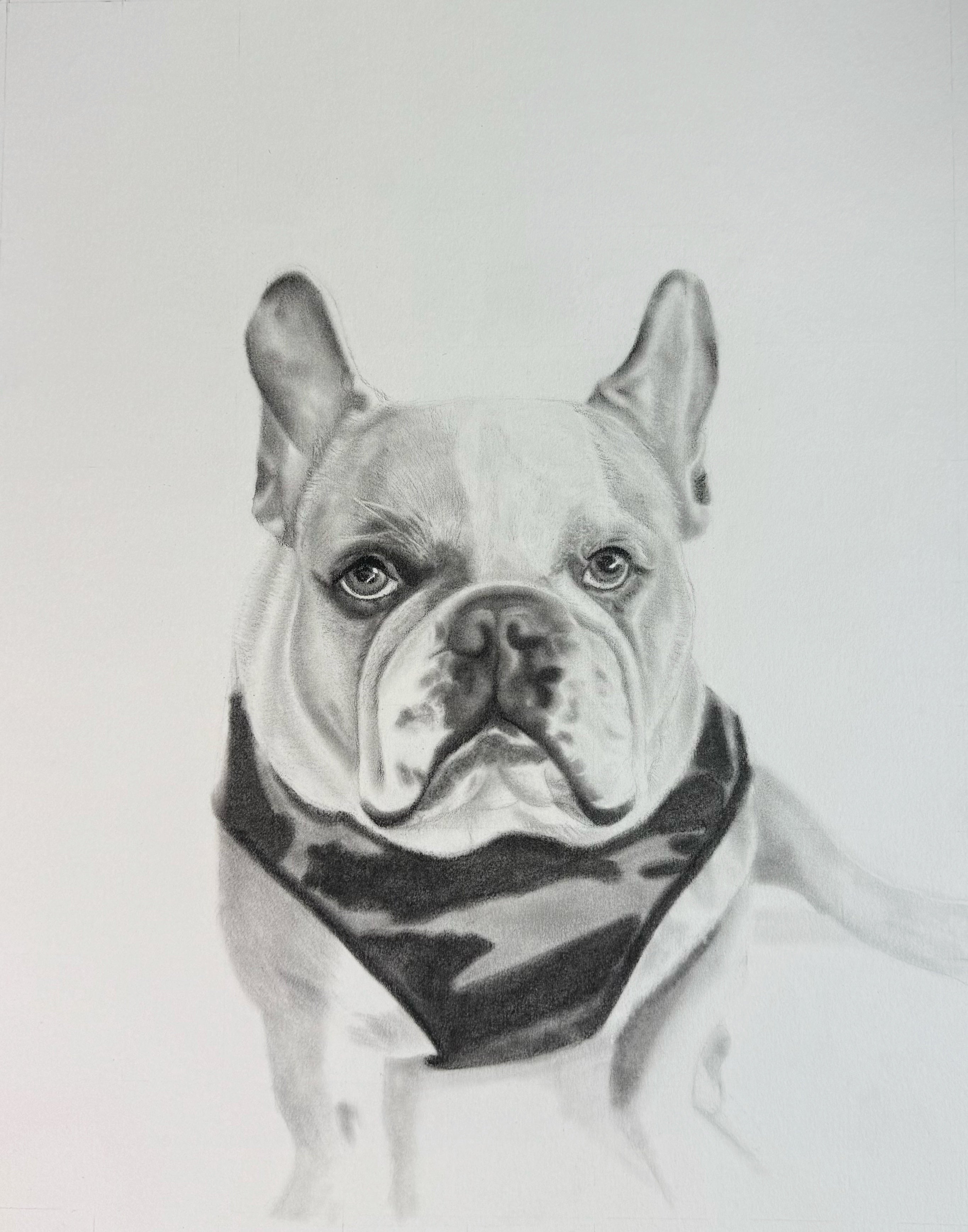 Pet Portrait, sold Pet Memorial, Custom Charcoal Drawing, Dog Art, English Bulldog Art, Photo to Sketch, Pet Drawing, Dog Sketch, Pet Sketch