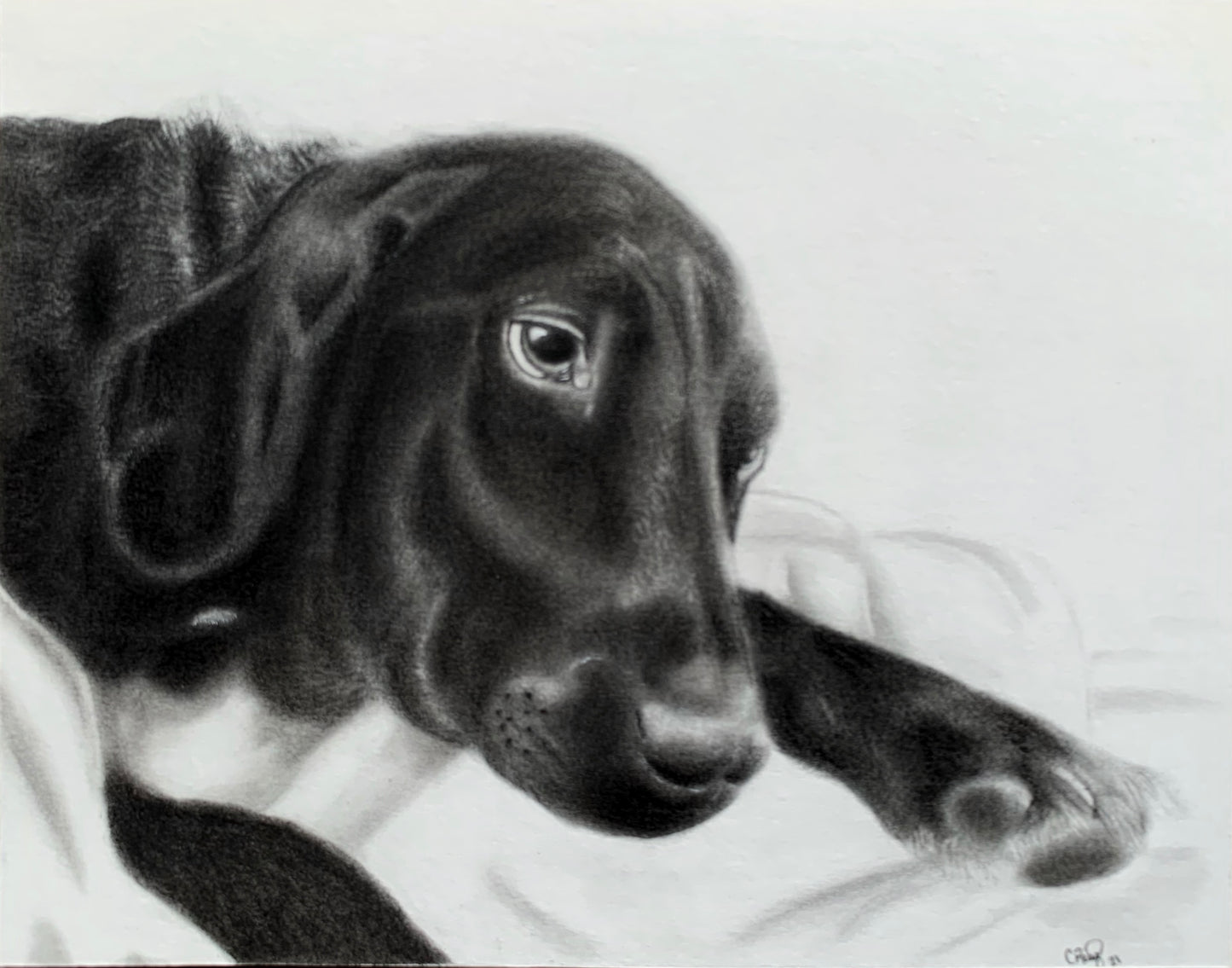 10x8 Custom Graphite Pet Portrait