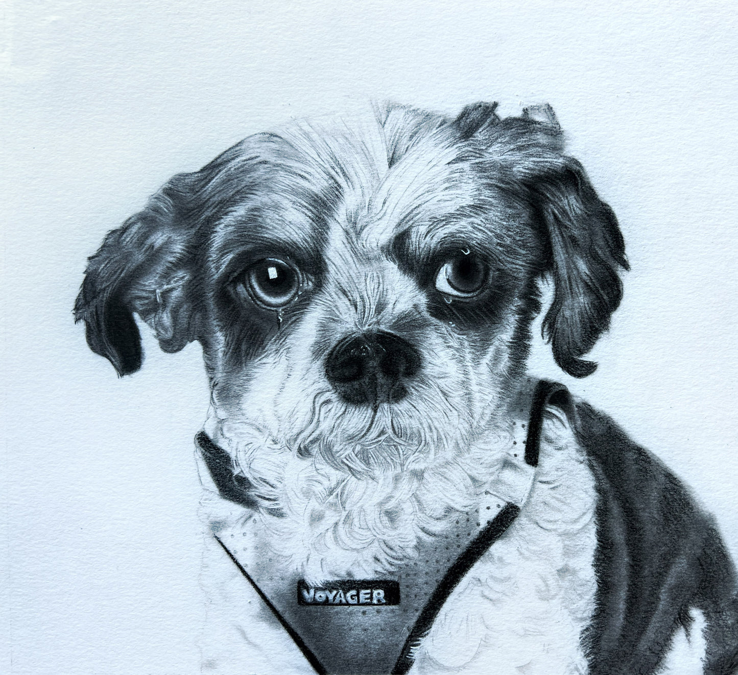 6x8 Custom Graphite Pet Portrait